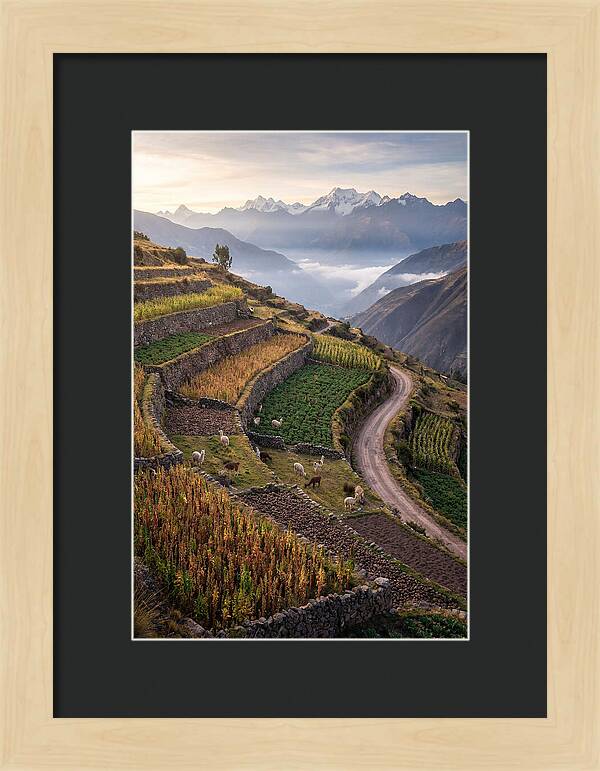 Farm Terraced Andes