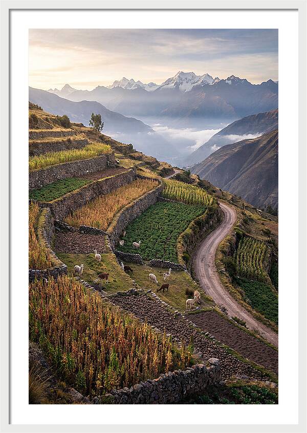 Farm Terraced Andes