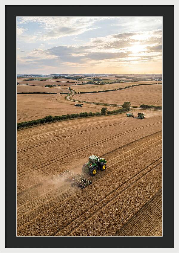 Farm Tractor In Golden Fields