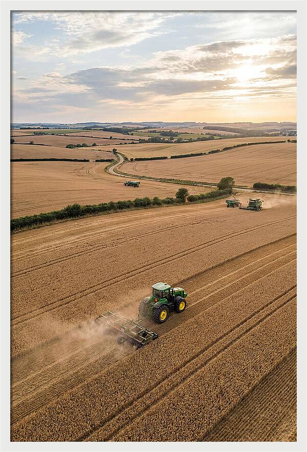 Farm Tractor In Golden Fields