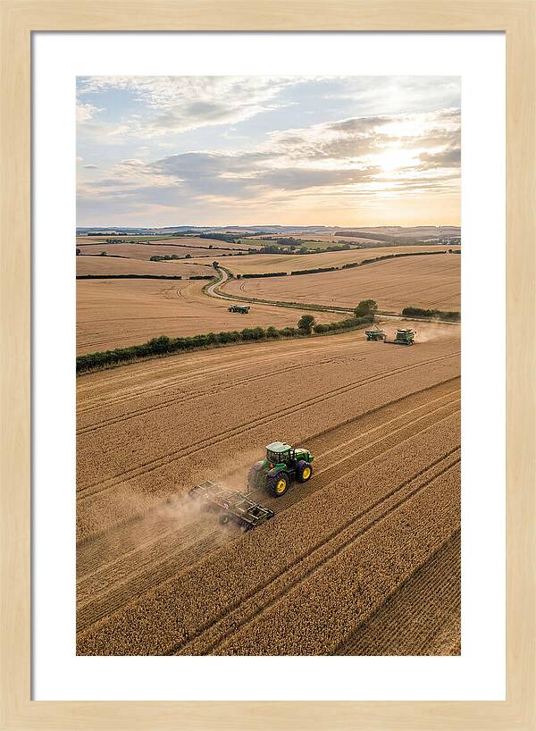 Farm Tractor In Golden Fields