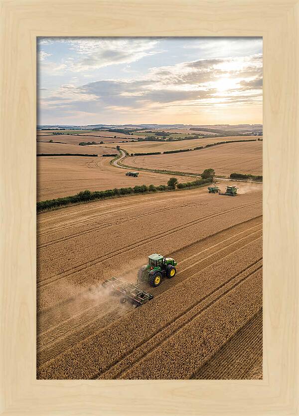 Farm Tractor In Golden Fields