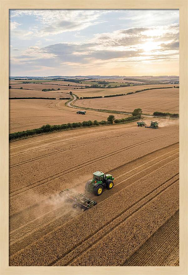 Farm Tractor In Golden Fields