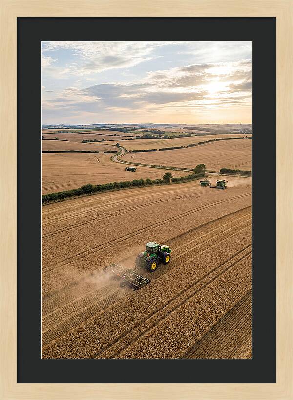 Farm Tractor In Golden Fields