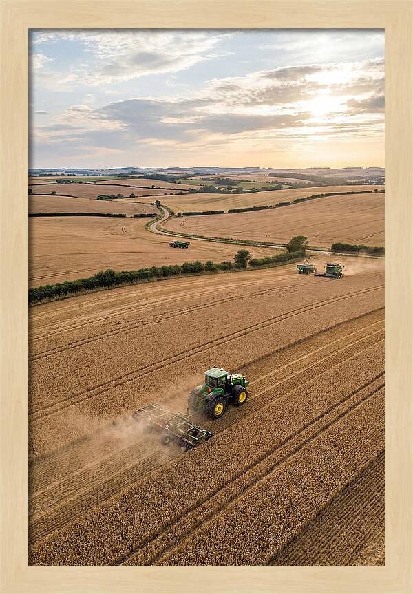 Farm Tractor In Golden Fields