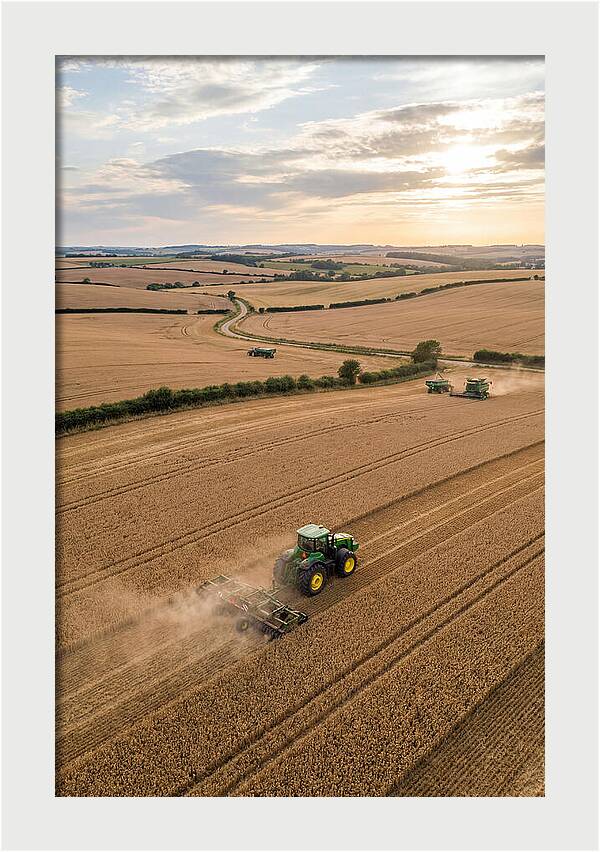 Farm Tractor In Golden Fields