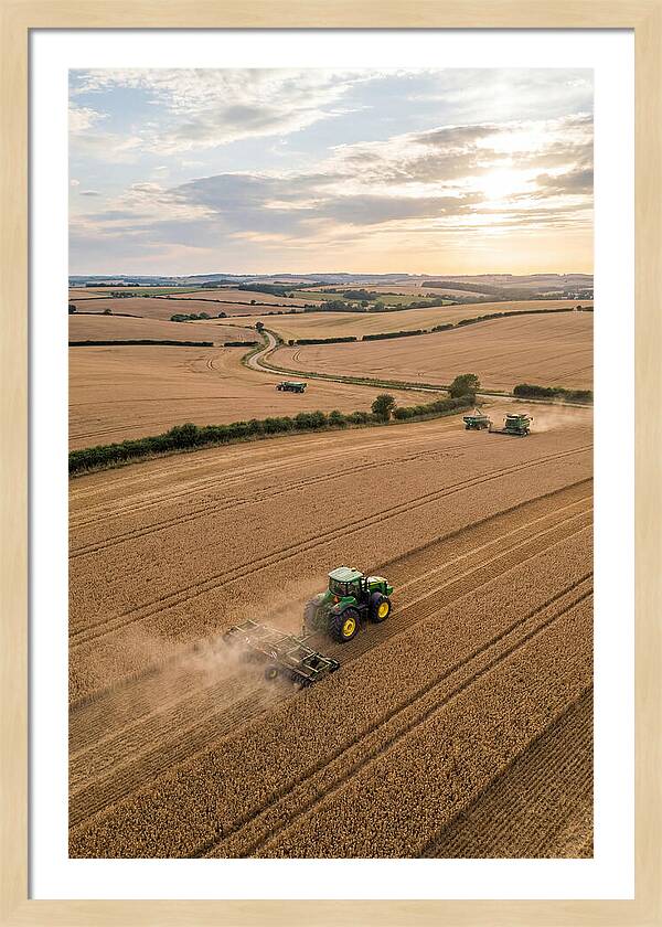Farm Tractor In Golden Fields
