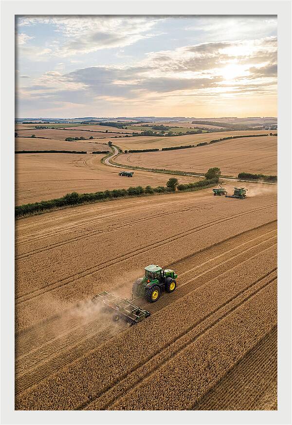 Farm Tractor In Golden Fields