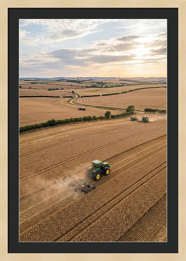 Farm Tractor In Golden Fields