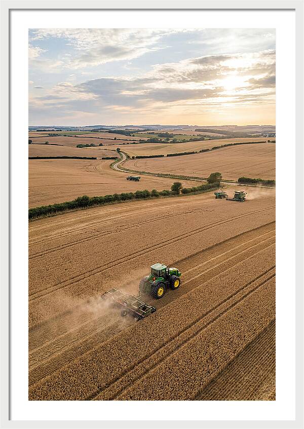 Farm Tractor In Golden Fields