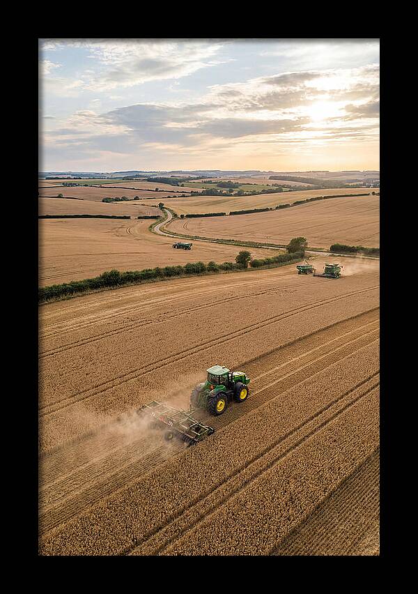 Farm Tractor In Golden Fields