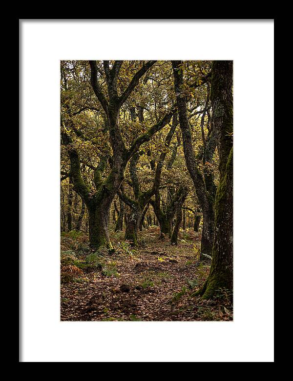 Farm Truffle Oak