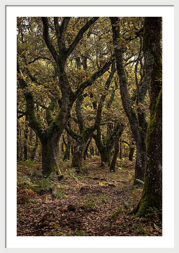 Farm Truffle Oak