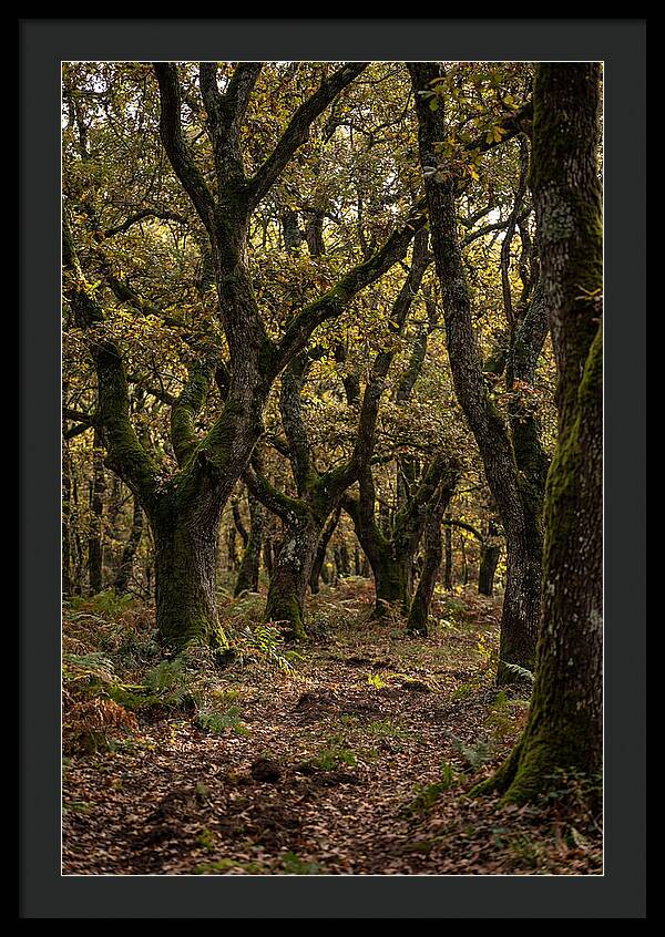 Farm Truffle Oak