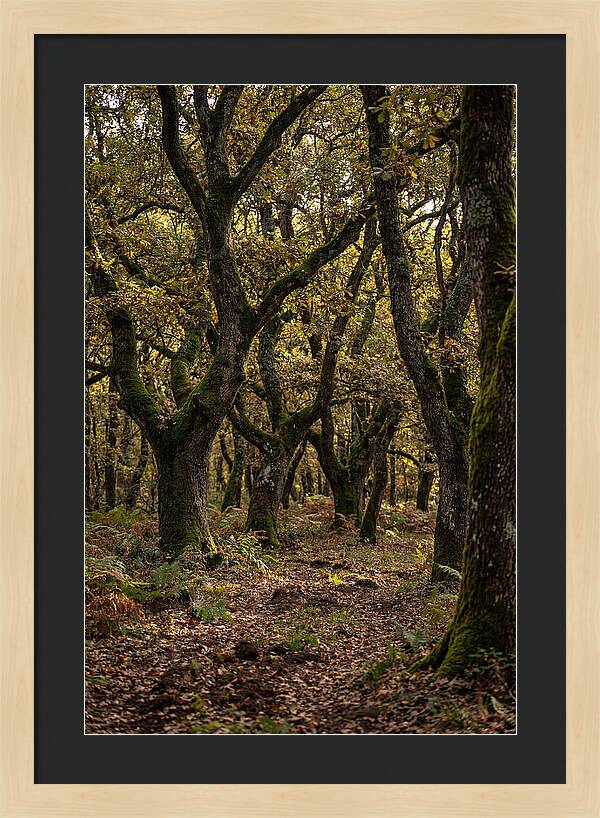 Farm Truffle Oak