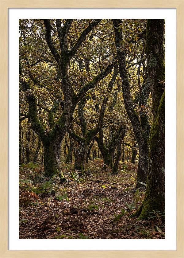 Farm Truffle Oak