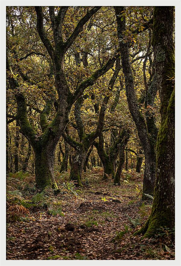 Farm Truffle Oak
