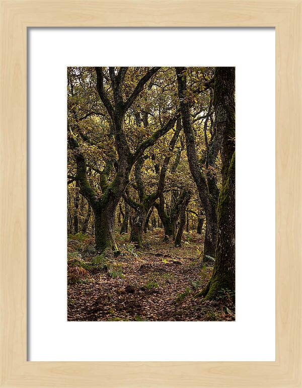 Farm Truffle Oak