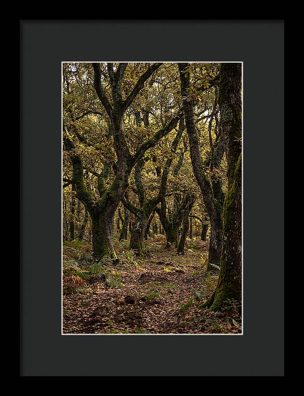 Farm Truffle Oak