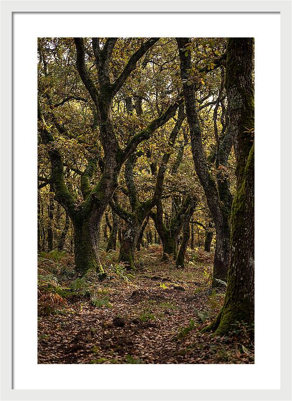 Farm Truffle Oak