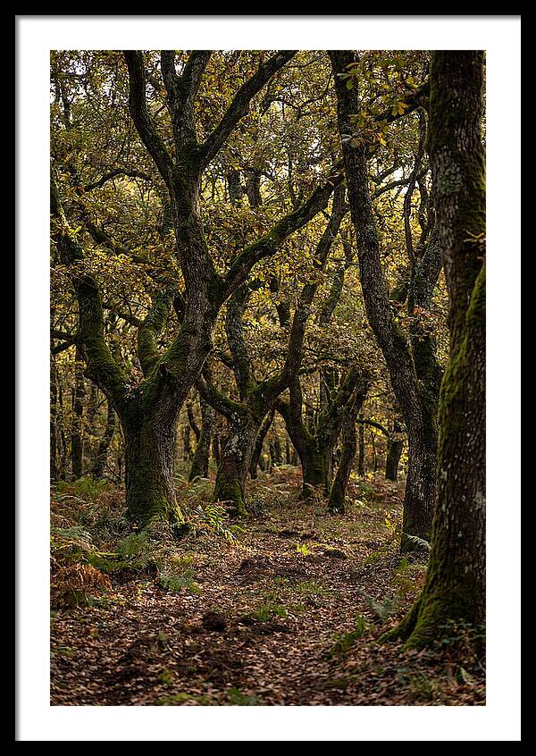 Farm Truffle Oak