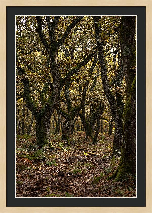 Farm Truffle Oak