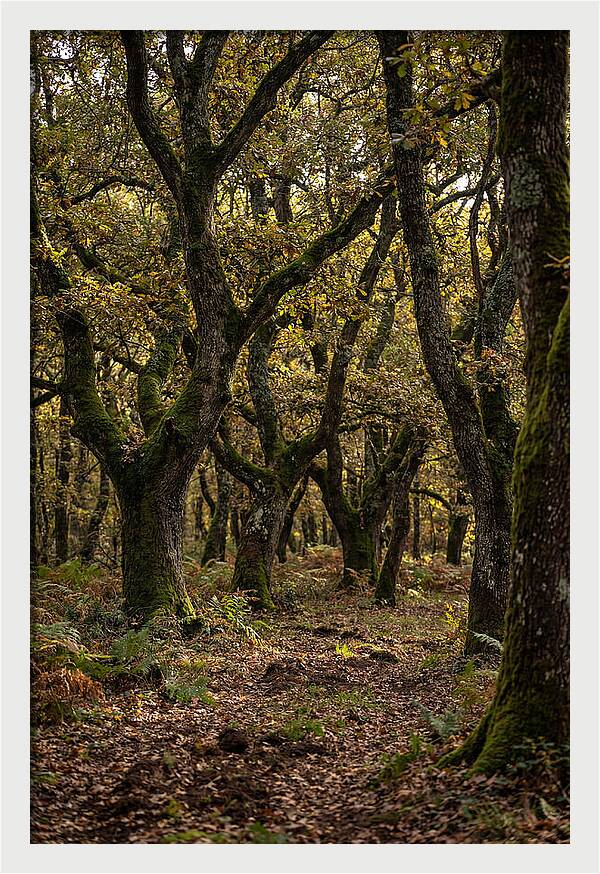 Farm Truffle Oak