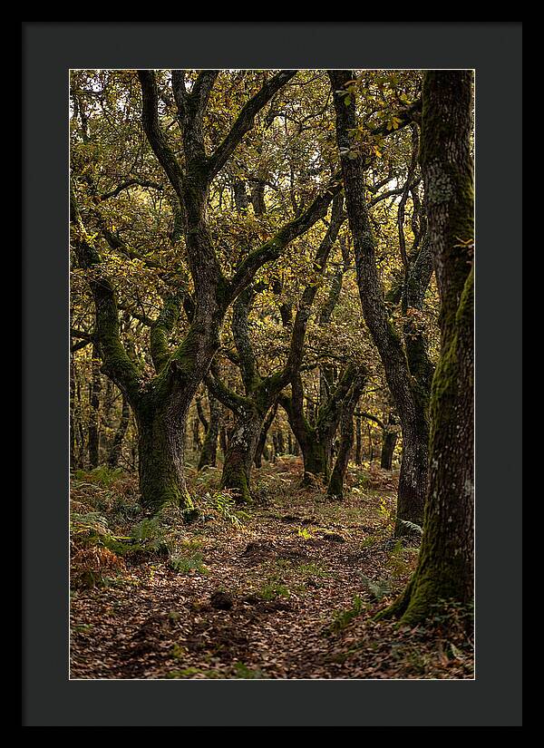 Farm Truffle Oak