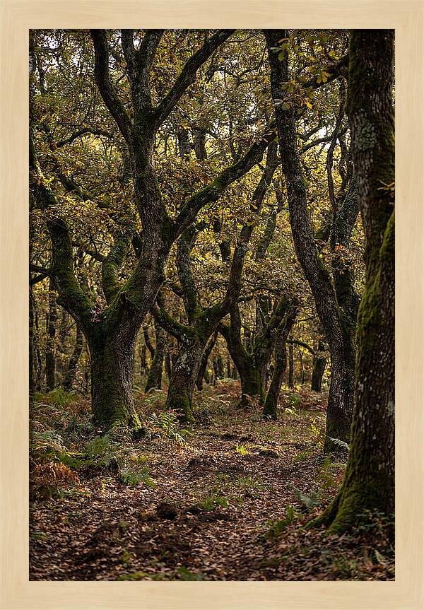 Farm Truffle Oak