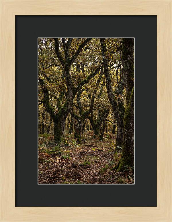 Farm Truffle Oak