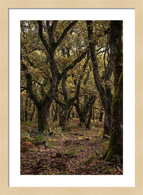 Farm Truffle Oak