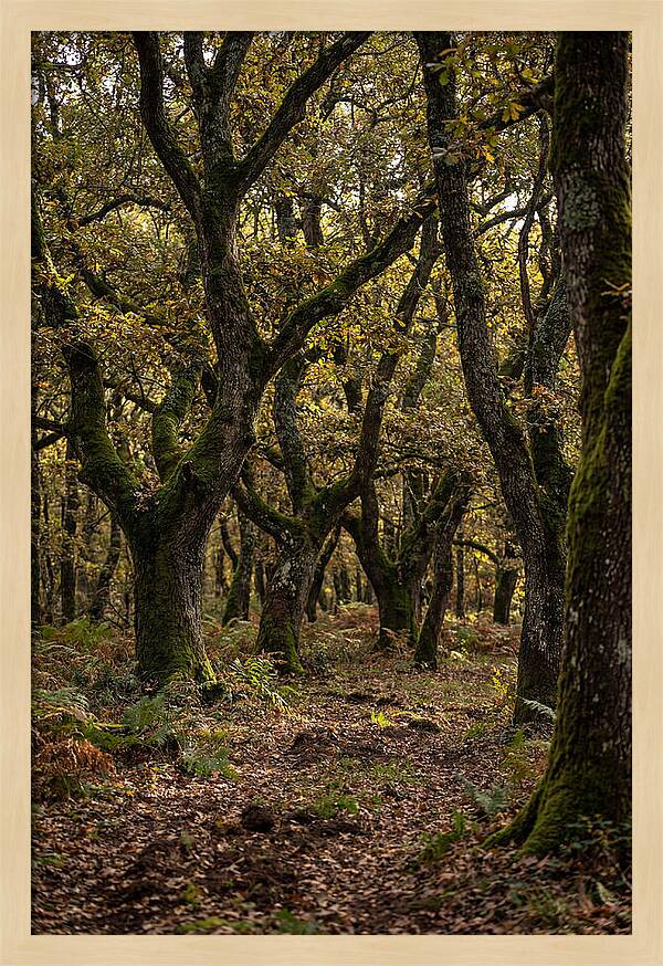 Farm Truffle Oak