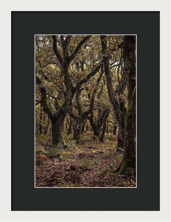 Farm Truffle Oak