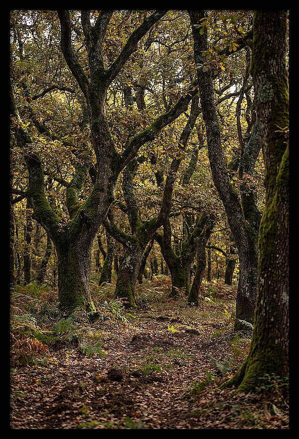 Farm Truffle Oak