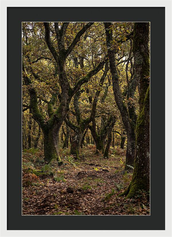 Farm Truffle Oak