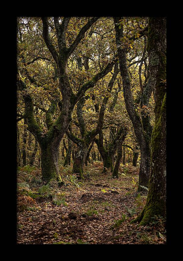 Farm Truffle Oak