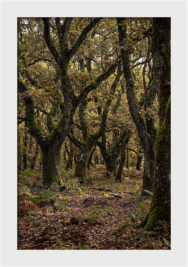 Farm Truffle Oak