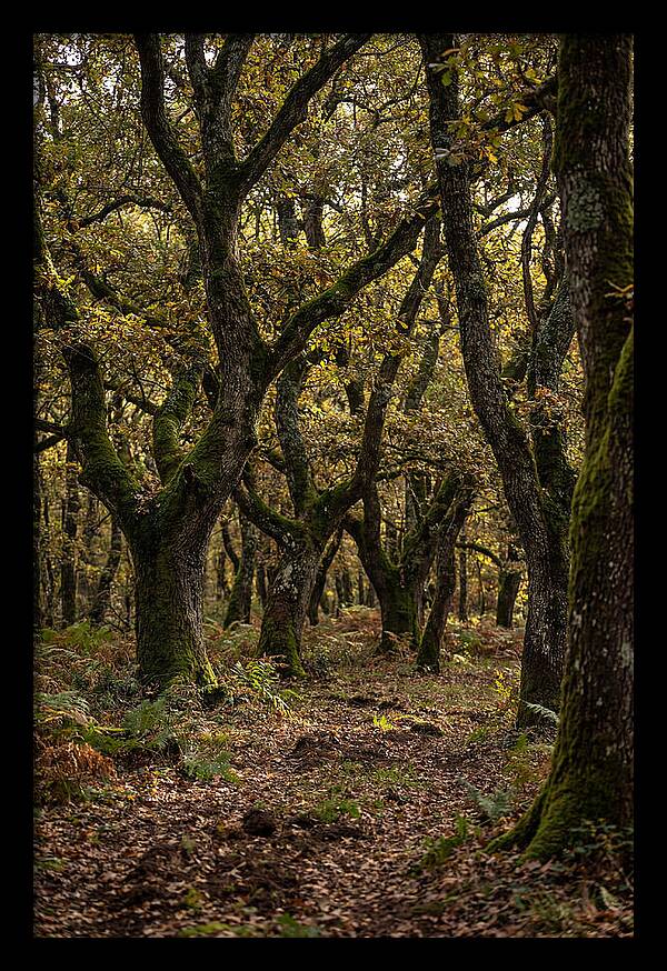 Farm Truffle Oak