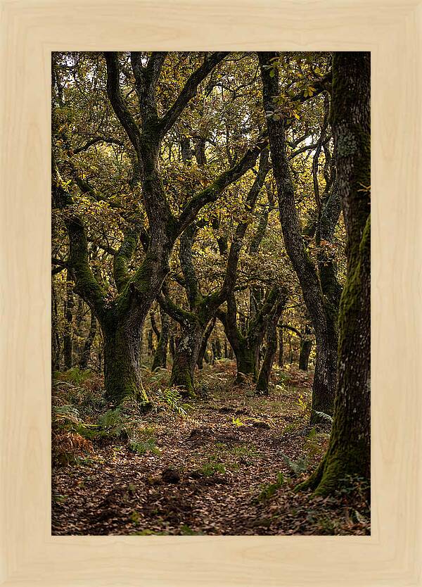 Farm Truffle Oak