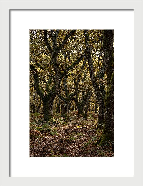Farm Truffle Oak