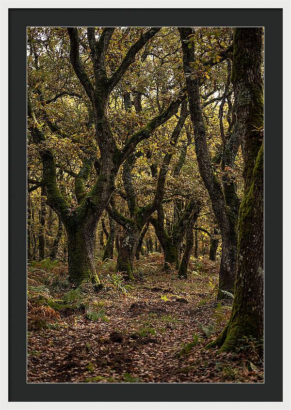 Farm Truffle Oak