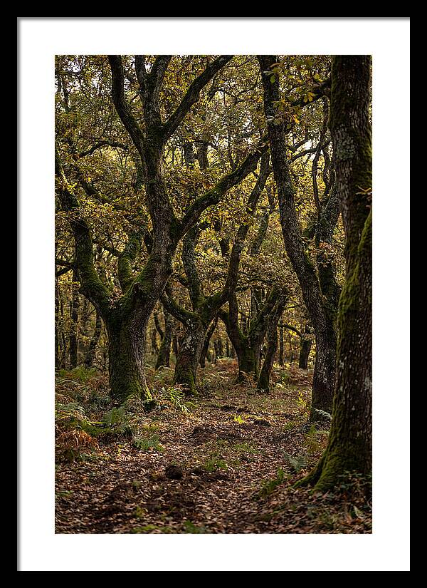 Farm Truffle Oak