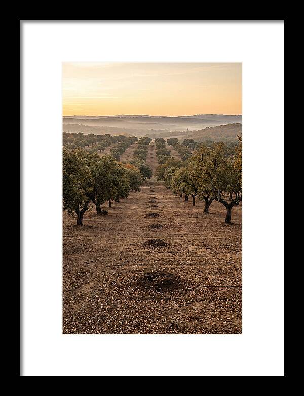 Farm Truffle Oak Landscape