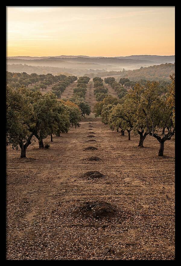 Farm Truffle Oak Landscape