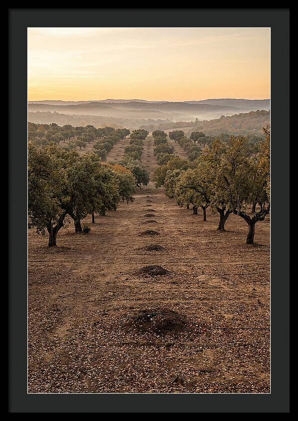 Farm Truffle Oak Landscape