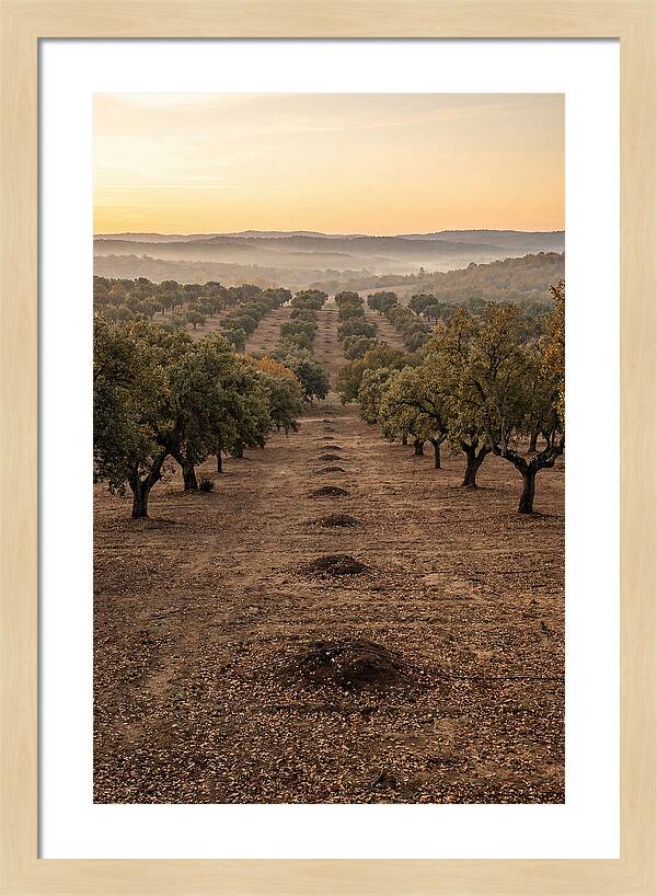 Farm Truffle Oak Landscape