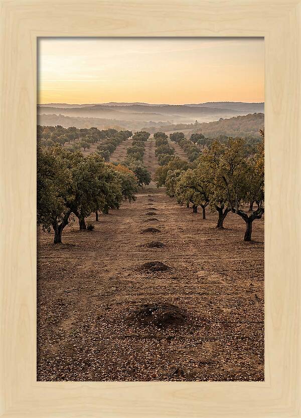 Farm Truffle Oak Landscape