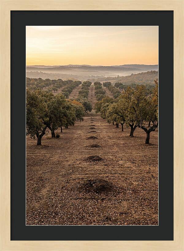 Farm Truffle Oak Landscape