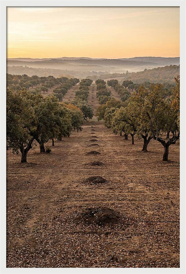 Farm Truffle Oak Landscape