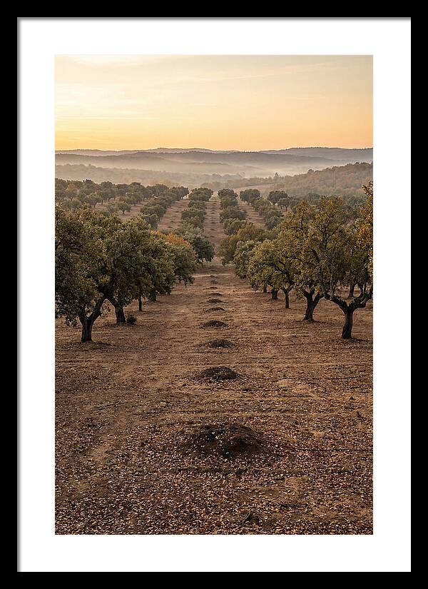 Farm Truffle Oak Landscape